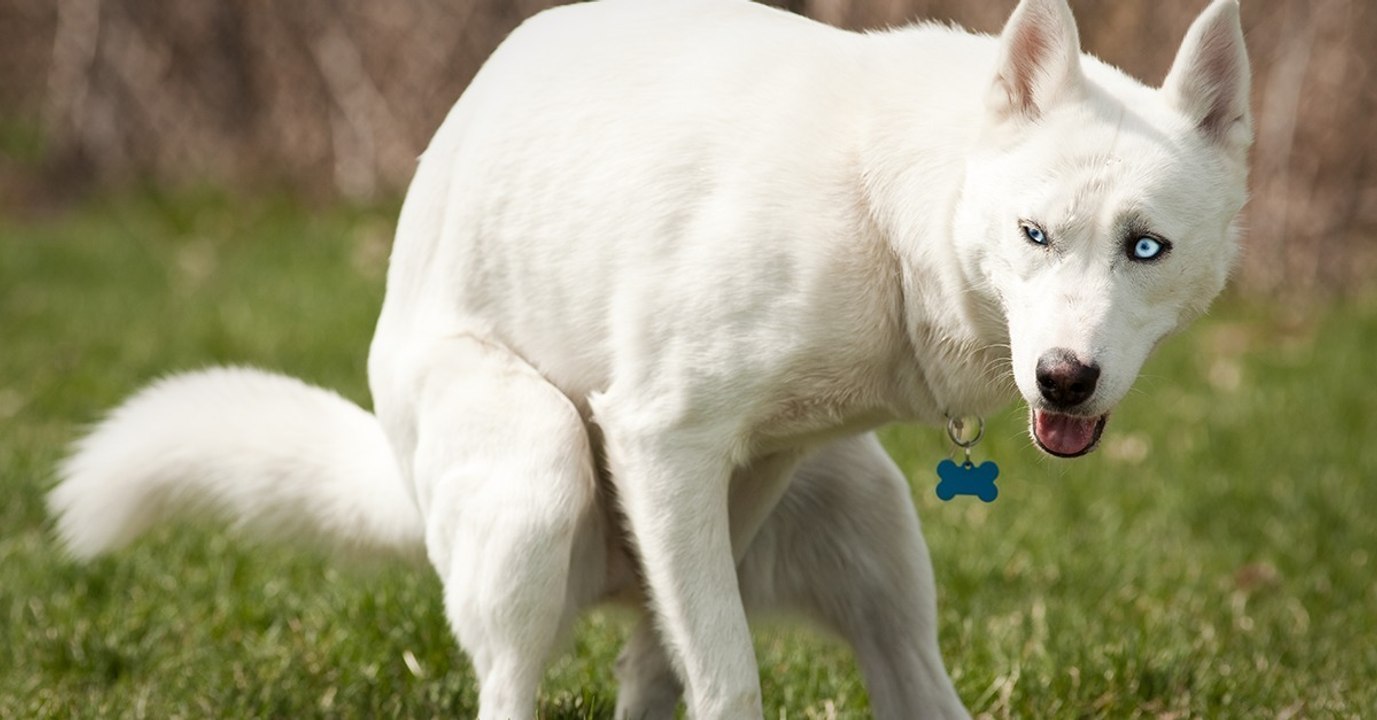 Deshalb dreht sich dein Hund um sich selbst, bevor er sein Geschäft erledigt