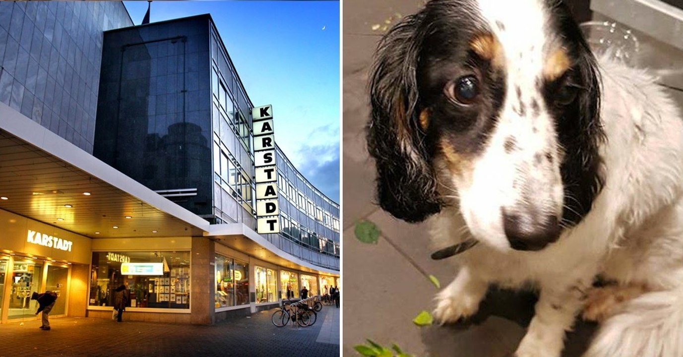 Aus einem traurigen Grund muss dieser Spaniel stundenlang ausgesetzt auf der Straße warten