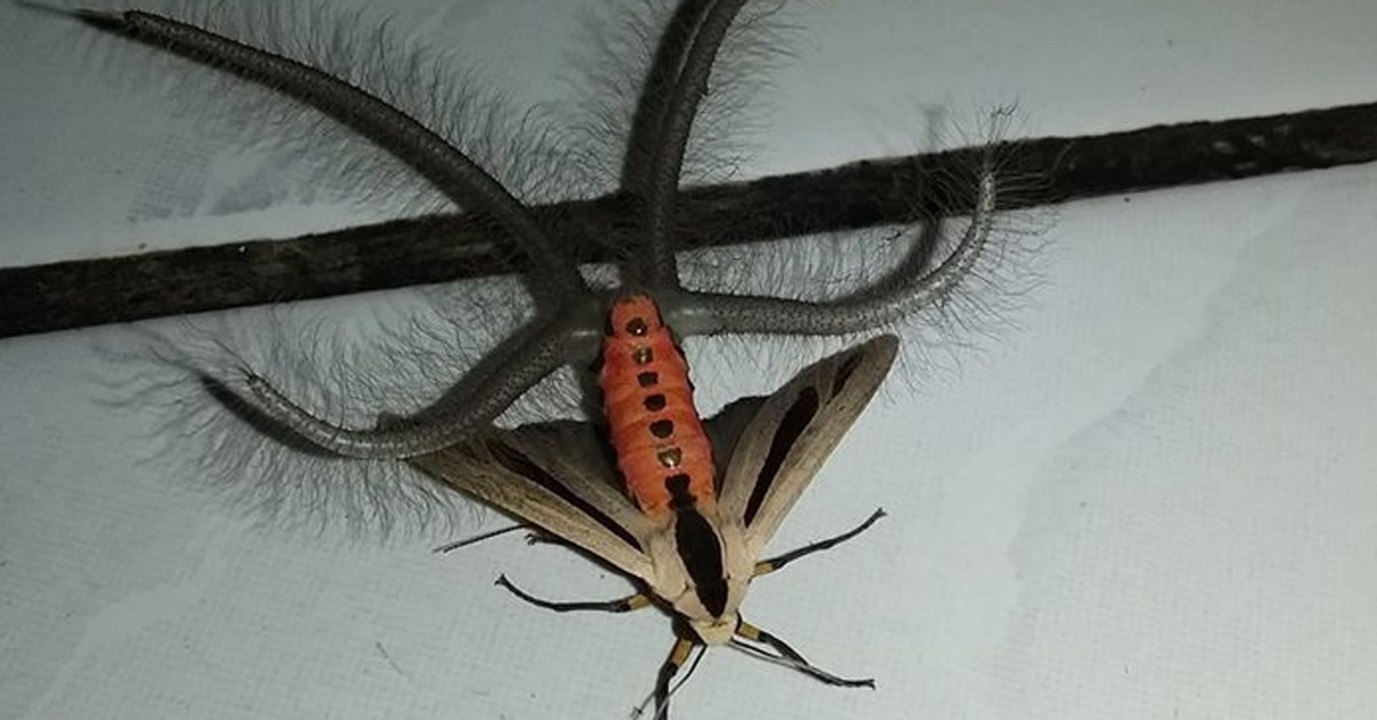 Tentakel-Falter fliegt durchs offene Fenster ins Zimmer