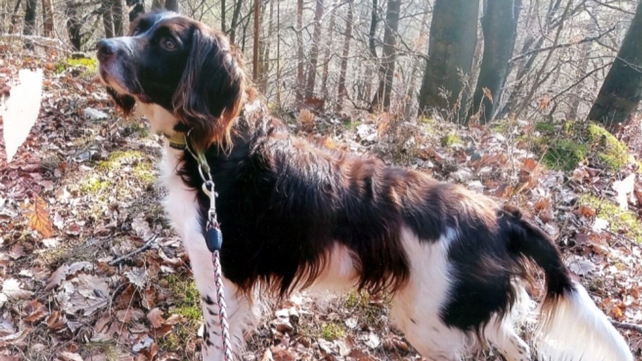 Ein Deutscher kommt nicht aus dem Urlaub zurück. Der Grund ist seine endlose Liebe!