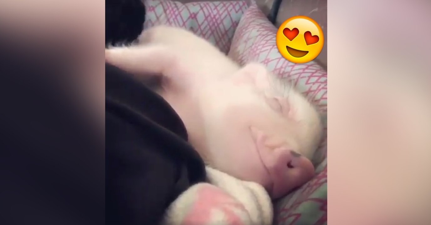Dieses Schwein ist das glücklichste Schwein der Welt: Der Grund ist zu süß!