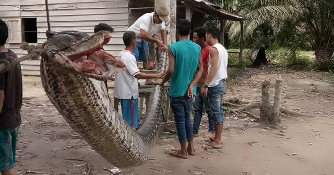 Eine riesige Python greift Anwohner an. Doch sie wissen sich zu wehren