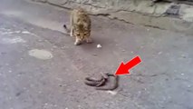 Eindrucksvoller Kampf einer Katze gegen eine Schlange