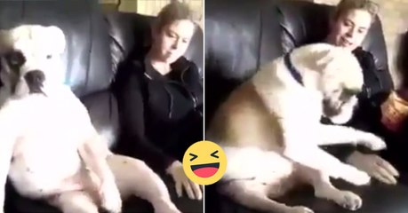 Télécharger la video: Sie kitzelt ihn. Und davon kriegt dieser Hund einfach nicht genug!