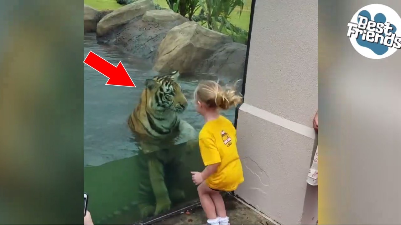 Ein Tiger und ein Mädchen amüsieren sich prächtig