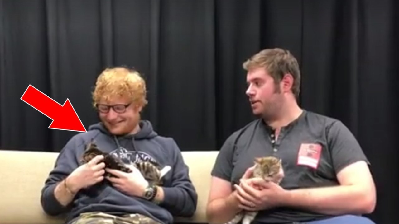 Ed Sheeran gibt ein herzergreifendes Interview für kleine Kätzchen aus dem Tierheim!