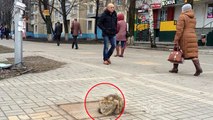 Katze sitzt jeden Tag auf dem gleichen Gullideckel. Der Grund ist zum Heulen!