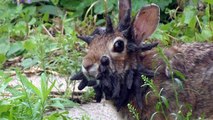 Zwei Brüder entdecken ein mutiertes Kaninchen mit komischen schwarzen Hörnern im Garten
