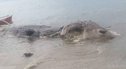 10 Meter langes „Seeungeheuer“ gestrandet