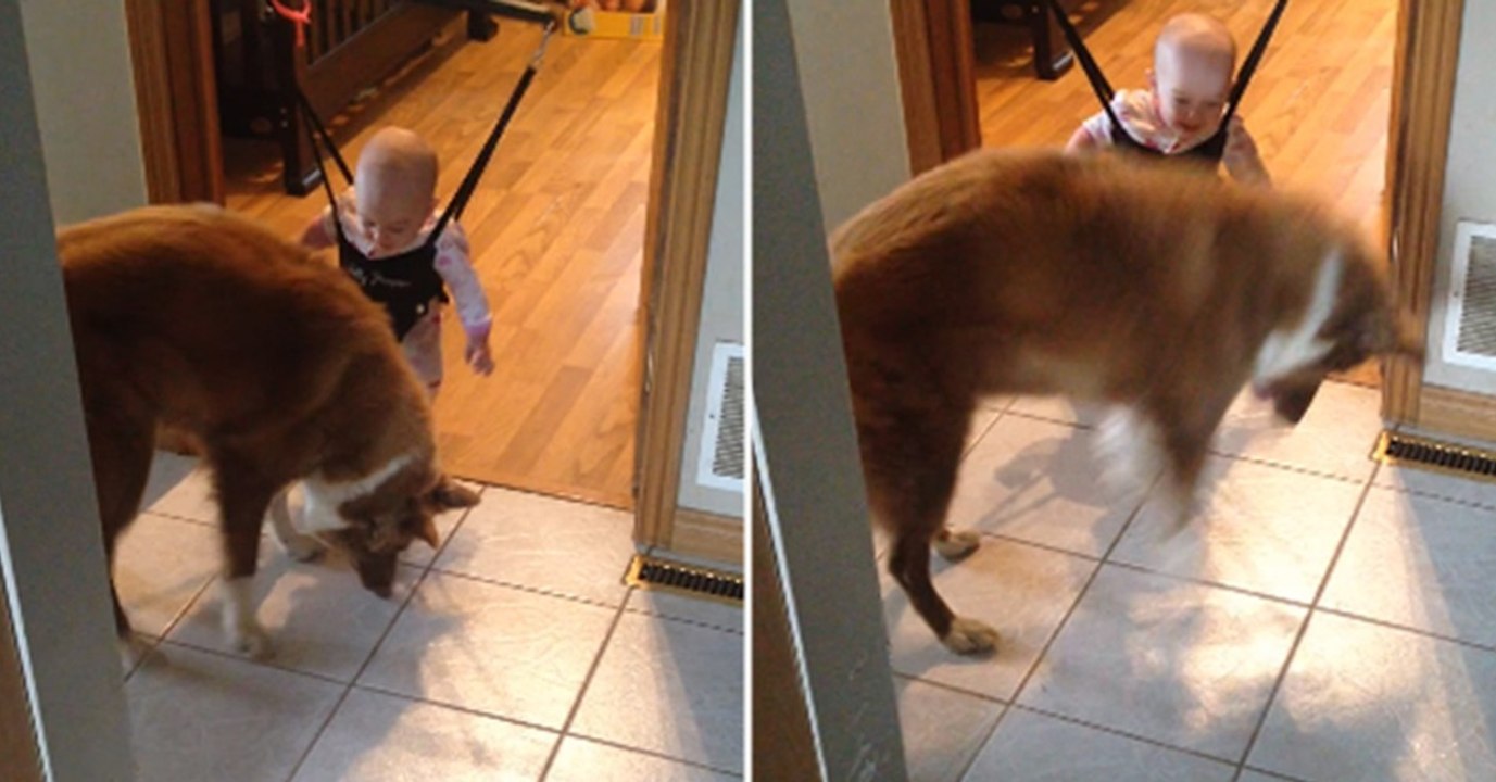 Wir haben Tränen gelacht, als wir gesehen haben, wir der Hund versucht dem Baby springen beizubringen
