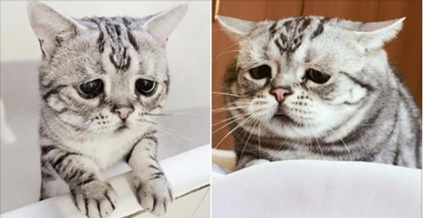 Warum sieht diese Katze nur immer so traurig aus?