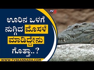 ಊರಿನ ಒಳಗೆ ನುಗ್ಗಿದ ಮೊಸಳೆ ಮಾಡಿದ್ದೇನು ಗೊತ್ತಾ..? | Crocodile | Tv5 Kannada