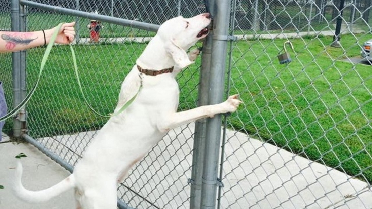 Dieser hund wurde schon oft adoptiert. doch aus diesem grund kommt er immer wieder zurück ins tierheim