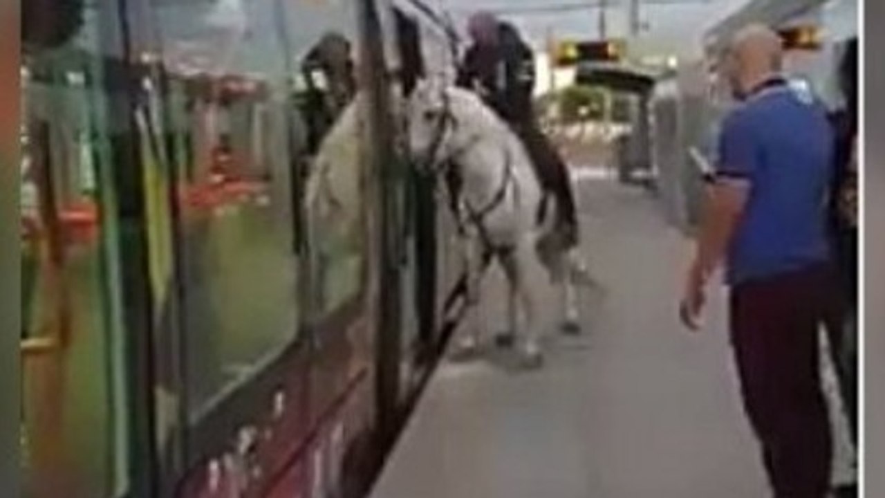 Warum steigt dieser Mann nur mit einem Pferd in die Straßenbahn?