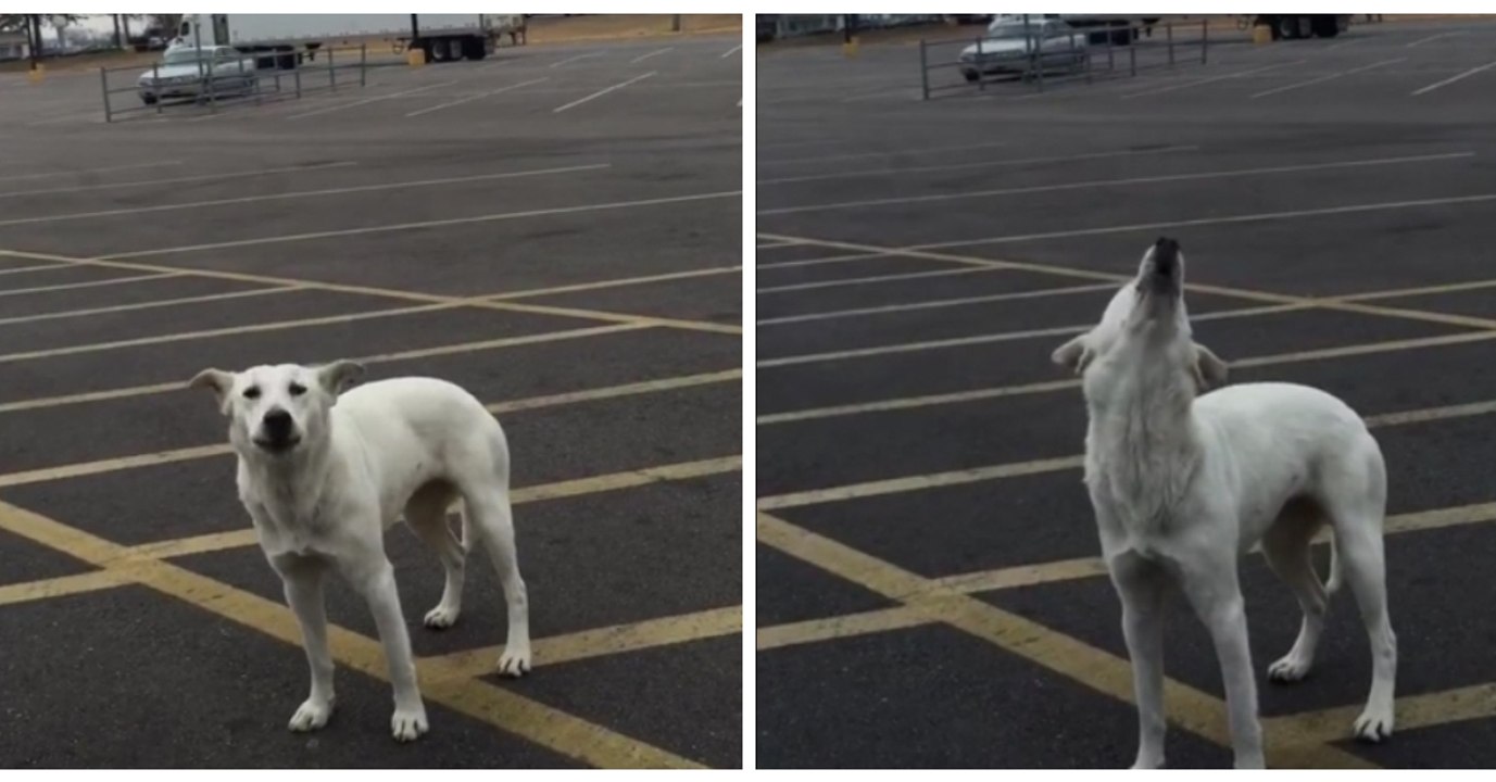 Jeden Tag jault dieser Hund auf dem Parkplatz eines Supermarkts, bis Mary Murphy den Grund herausfindet