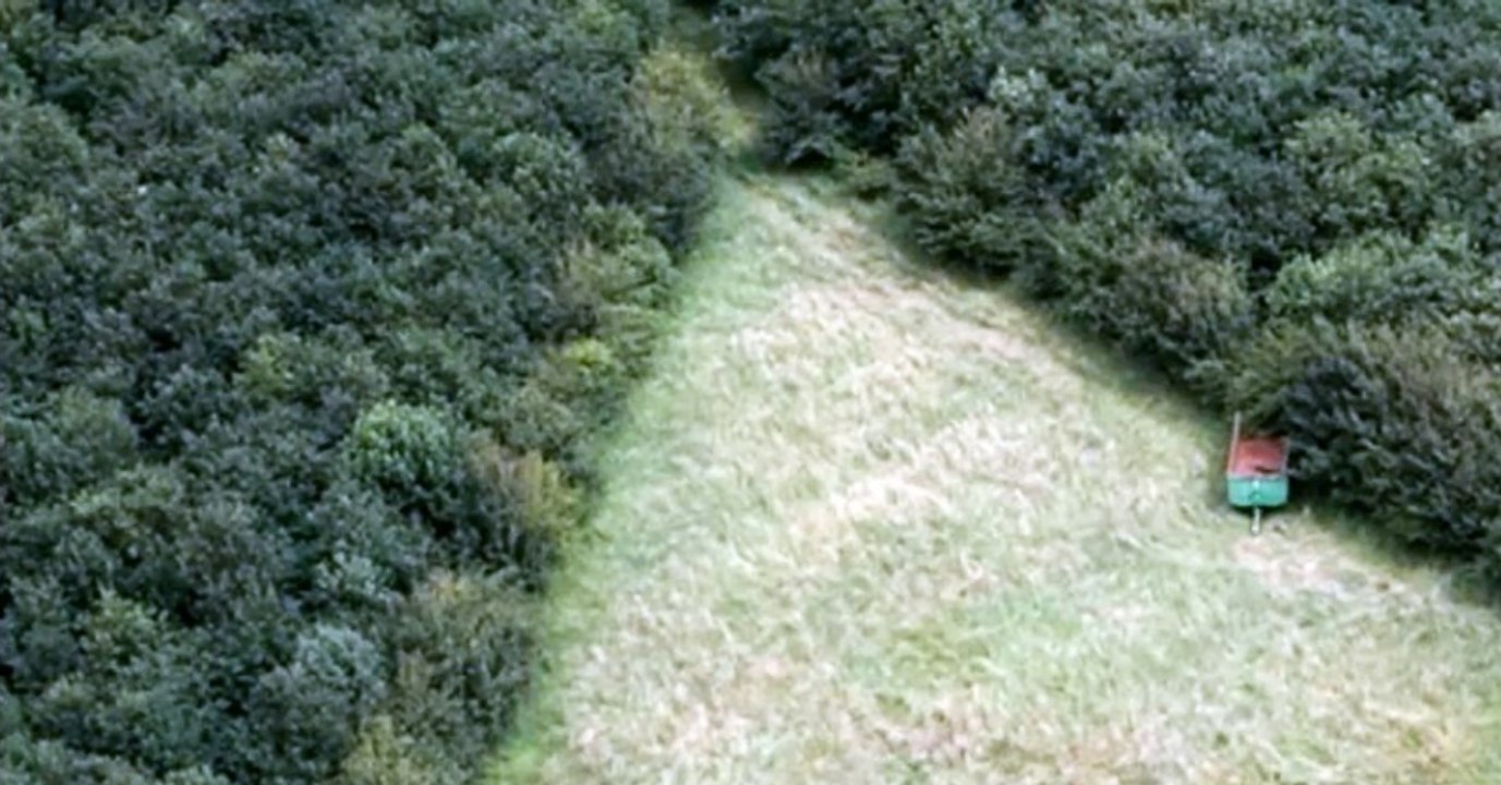 Aus Liebe: Mann pflanzt 6.000 Eichen. 17 Jahre später erkennt sie seine Botschaft