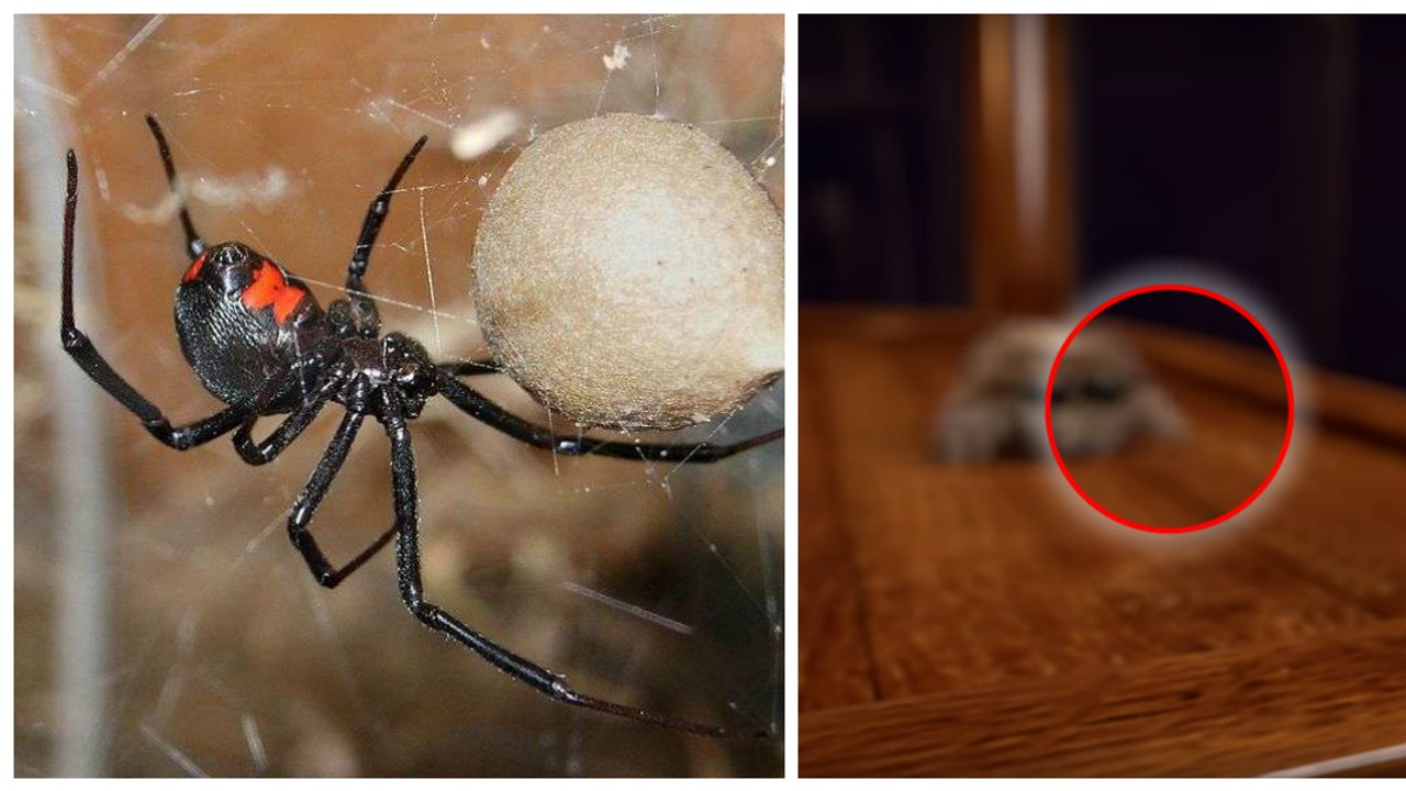 Entdeckt mit uns Lucas, die süßeste Spinne der Welt