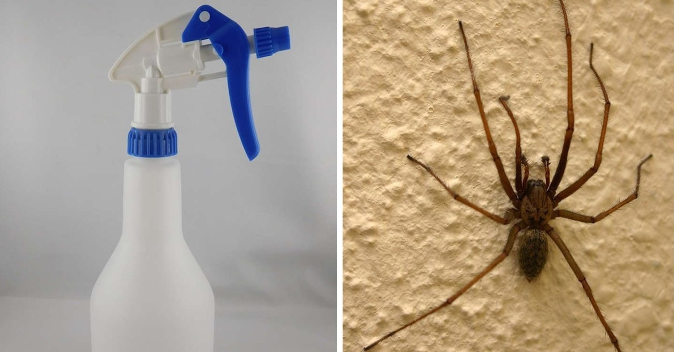Hauswinkelspinne auf vormarsch! mit zaubermischung hast du deine ruhe!