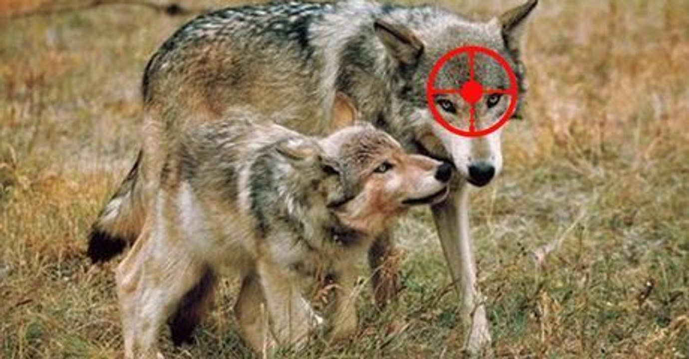 Endlich sind die Wölfe zurück in Deutschland. Doch was Niedersachsen jetzt vorhat, schockiert uns alle!