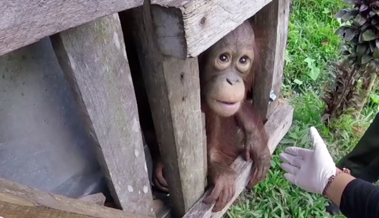 Tierretter fanden ihn alleine in einer Holzkiste eingesperrt. Dort war er 2 lange Jahre