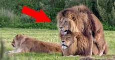 Diese beiden männlichen Löwen sind ein Liebespaar. Ein Fotograf hat sie in flagranti erwischt
