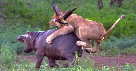 Die Löwin attackiert das Nilpferd-Baby. Doch mit dessen Mama hat sie nicht gerechnet