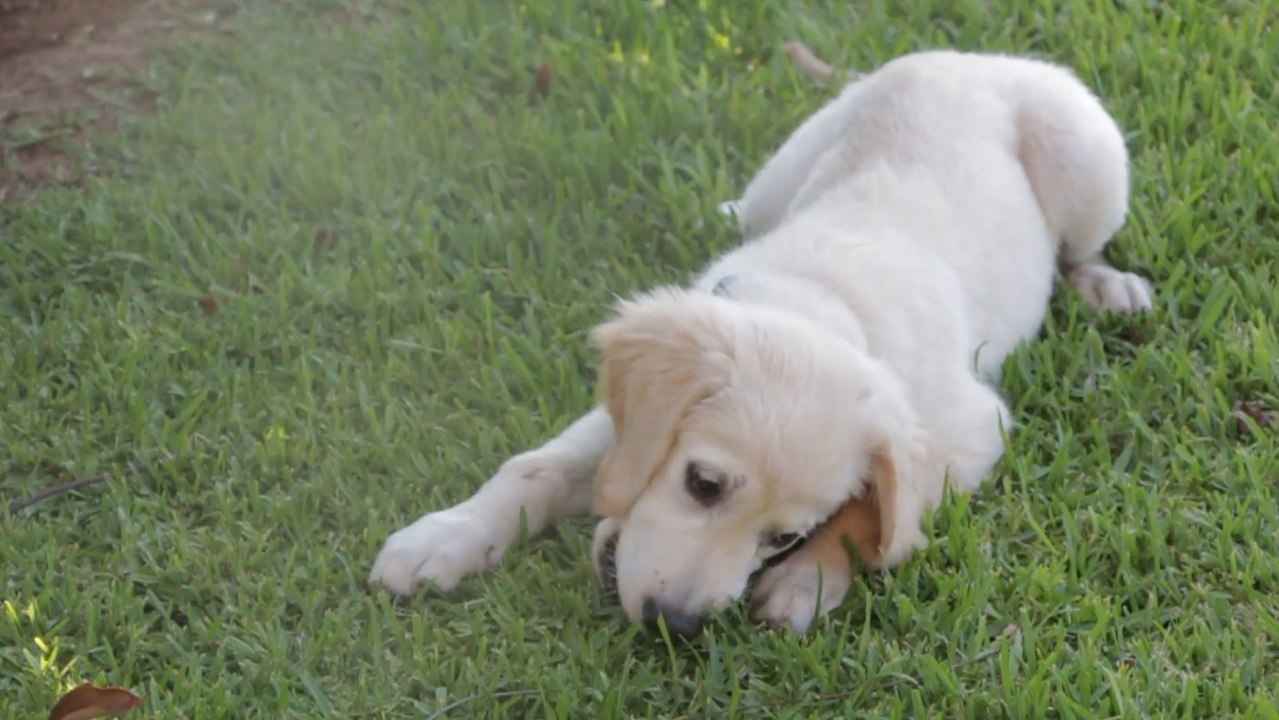 Nachgewiesen: diese krankheiten haben hundebesitzer nicht