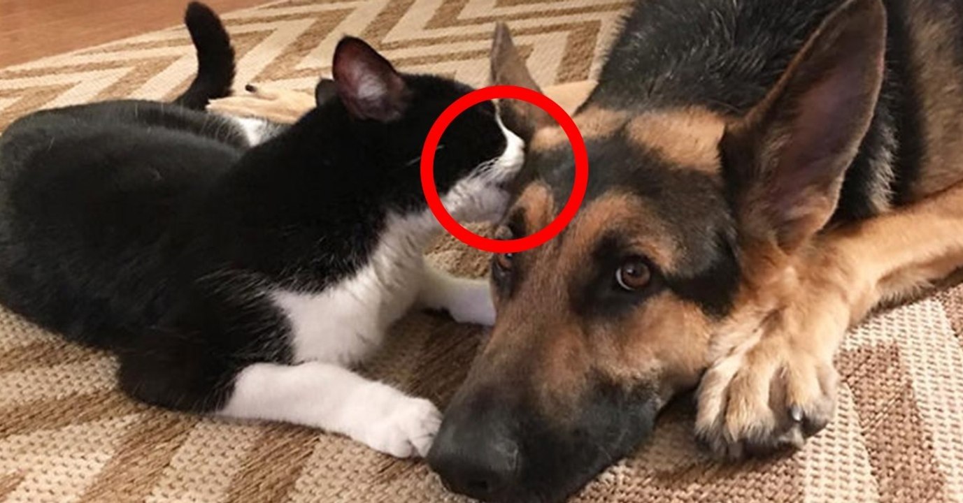 Was sie zusammen machen, verzaubert jeden Tierfan. Auch du wirst dich verlieben!