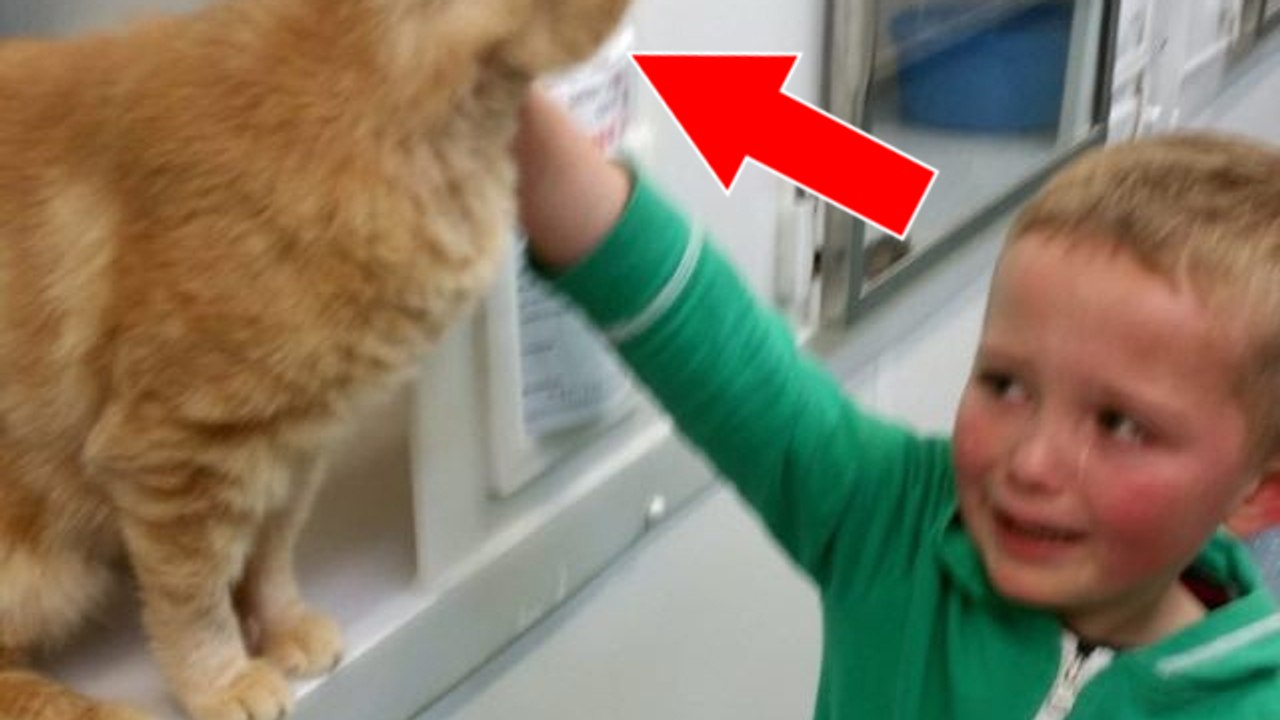 Ein kleiner Junge findet seine vermisste Katze nach 18 Monaten wieder. An einem völlig überraschenden Ort.