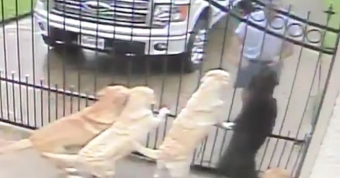 Der Mann sieht sich das Video der Überwachungskamera an. Was der Postbote da mit seinen Hunden anstellt, lässt ihn sprachlos zurück.