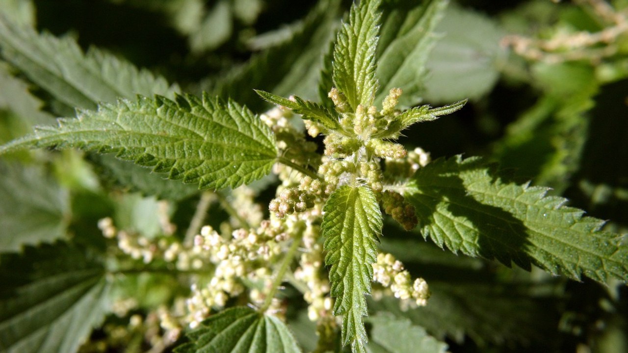 Brennnessel: Wirkung für die Haare