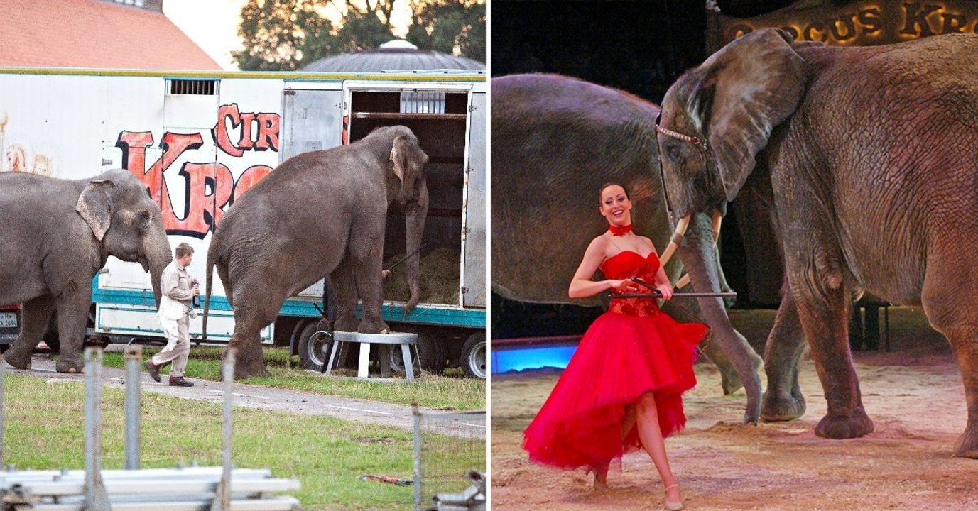 Riesenaufregung um Circus Krone: Tierfreunde sind tierisch sauer!