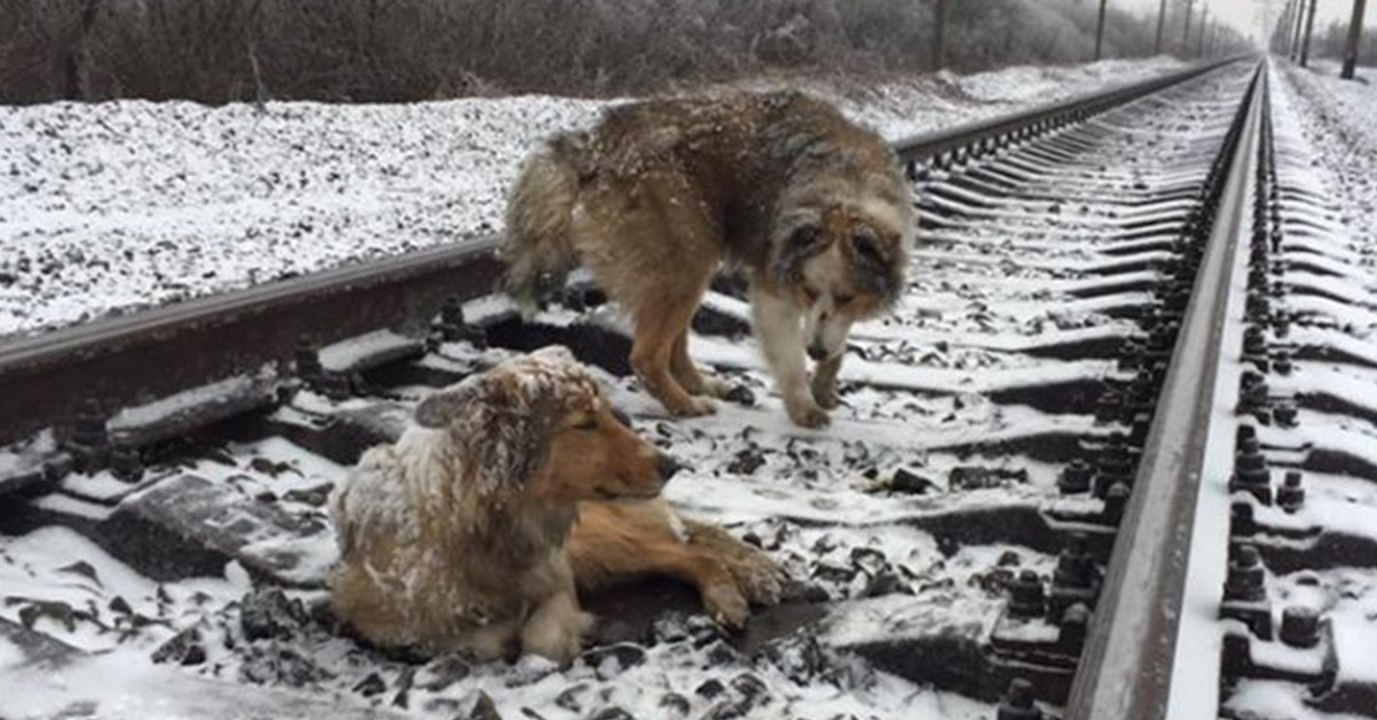 Dieser Hund beschützt seine Freundin eisern. Auch vor dem herannahenden Zug