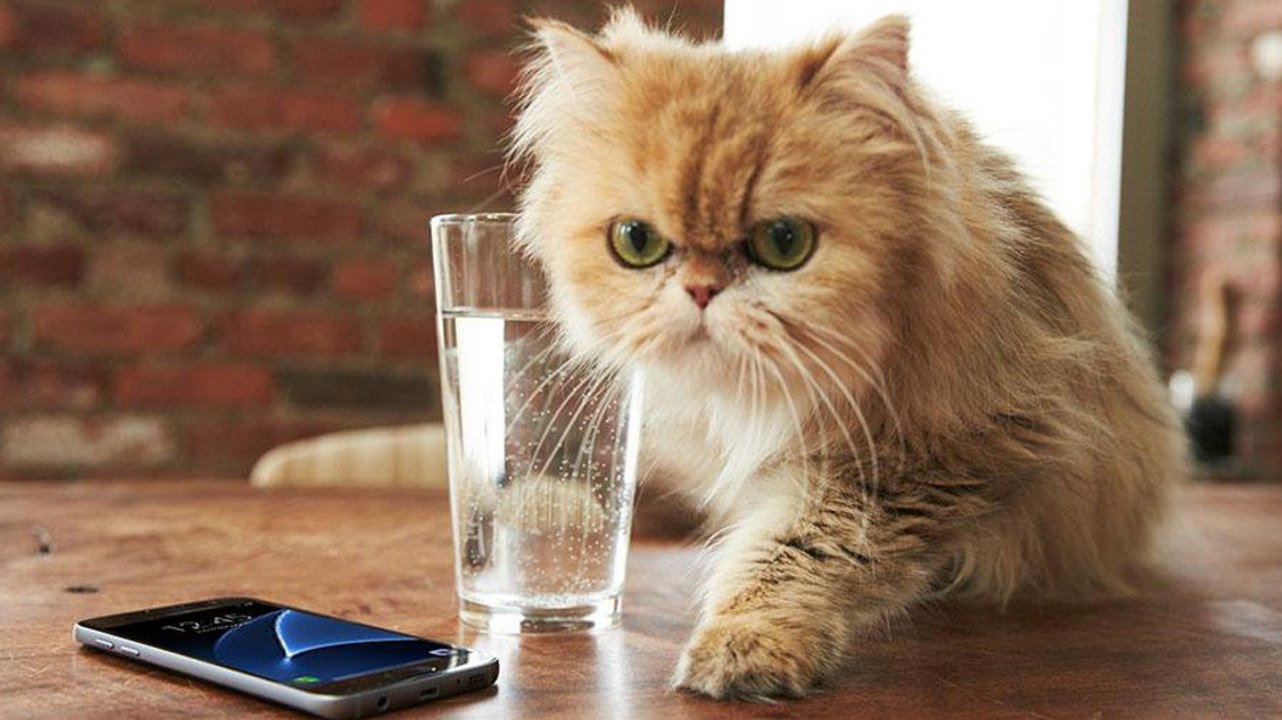 Aus diesem Grund müssen Katzen ständig Dinge runterwerfen