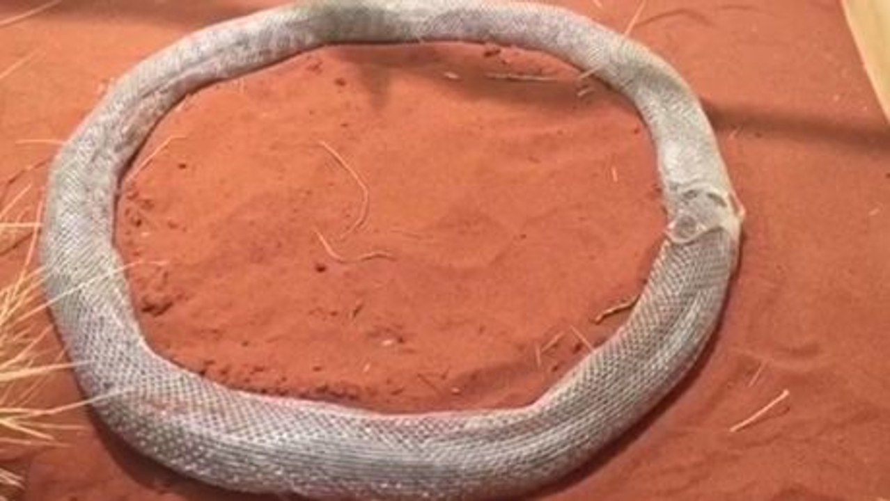 Python stellt sich mit eigener haut eine tödliche falle