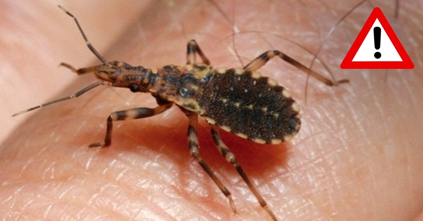 Ein Killerinsekt breitet sich aus und ist für den Menschen lebensgefährlich. Hier wurde es schon gesichtet: