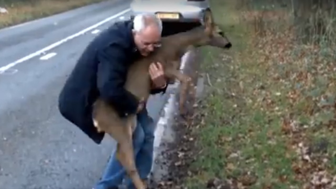 Ein Mann entdeckt am Straßenrand ein angefahrenes Reh und versucht es zu retten