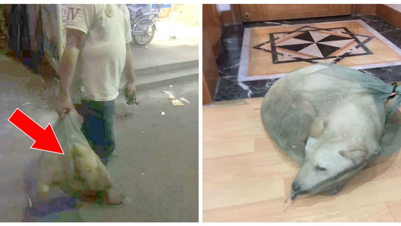Er kauft einen Hund in einer Tüte, wie ein Stück Fleisch. Doch er hat etwas ganz anderes mit ihm vor