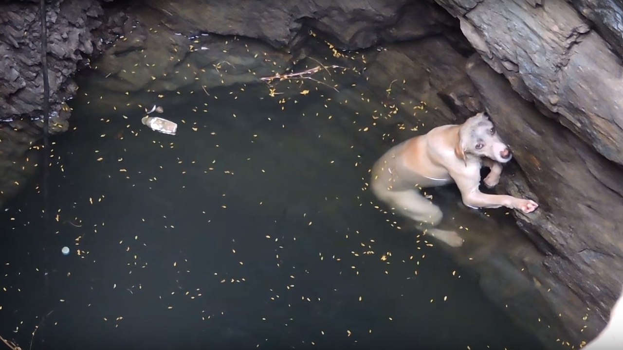 Diese Hündin kämpft mit aller Kraft um ihr Leben, um aus dem tiefen Brunnen wieder rauszukommen