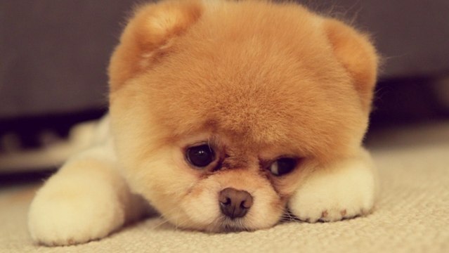 Deshalb empfinde ich mehr Mitleid mit einem Hund als mit einem Menschen