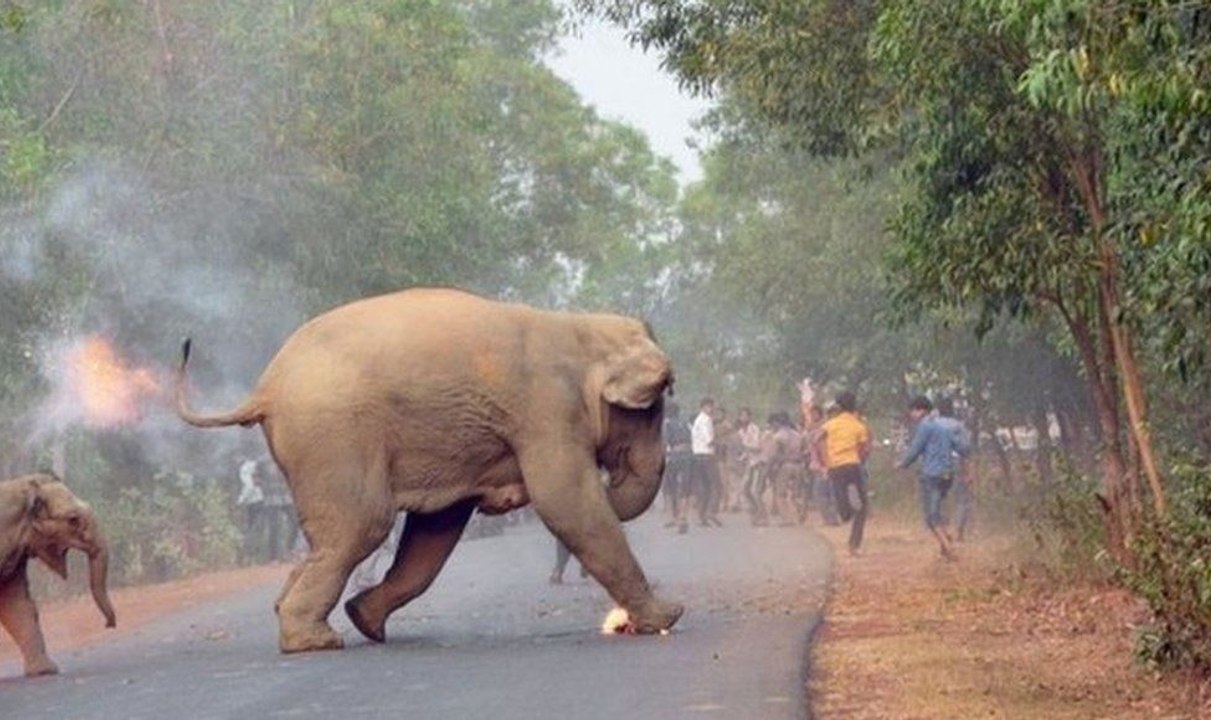 Elefanten rennen um ihr Leben, als der Mob mit Feuerbällen auf sie wirft