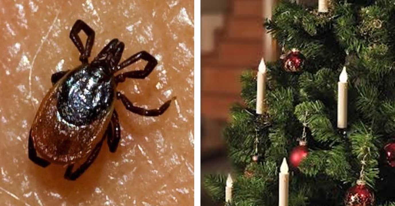 Vorsicht unterm Weihnachtsbaum: So holt ihr euch sicher keine Zecken ins Haus!
