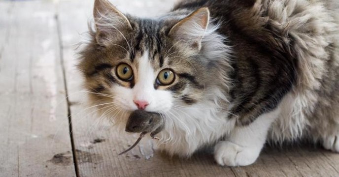 Das will deine Katze dir sagen, wenn sie dir ein totes Tier bringt