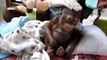 Dieses Orang-Utan-Baby wurde ein Jahr lang in einem Hühnerkäfig gehalten und weiß nicht mal wie er klettern kann
