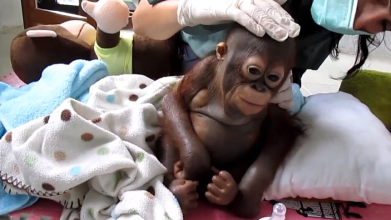 Dieses Orang-Utan-Baby wurde ein Jahr lang in einem Hühnerkäfig gehalten und weiß nicht mal wie er klettern kann