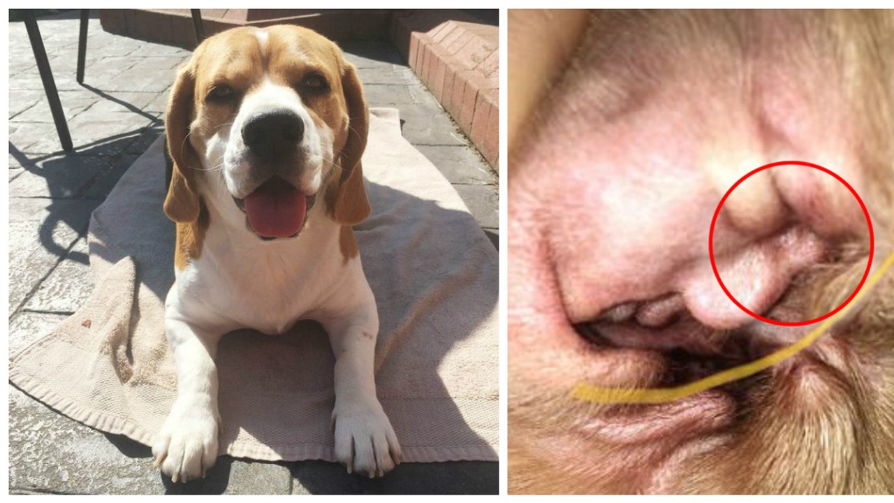 Im Ohr von diesem Hund versteckt sich ein Portrait. Erfahre um was es sich handelt: