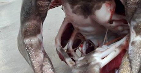 Plötzlich haben sie einen Urzeit-Hai am Haken. Sein Gebiss ist einmalig