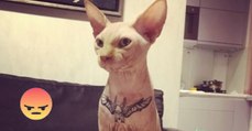 Ukrainisches Model tätowiert seine Katze. Bei den Gründen sträuben sich euch die Haare