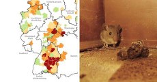 Mäuse verbreiten lebensbedrohlichen Virus in Deutschland