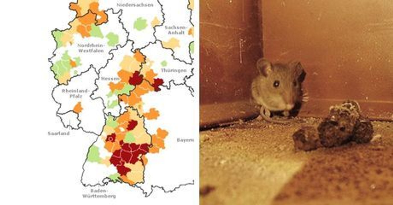 Mäuse verbreiten lebensbedrohlichen Virus in Deutschland